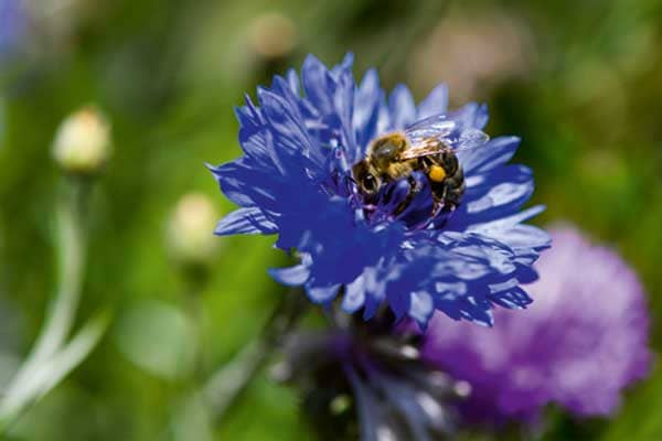 Biene sitzt auf einer blauen Blume