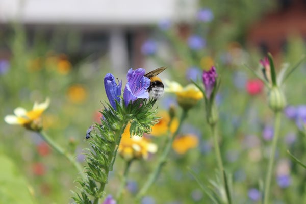 Biene sitzt auf einer Lila Blume