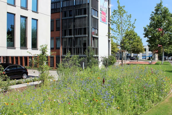 Wiese vor dem Riedel Bau Gebäude