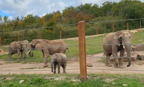 4 Elefanten im Erfurter Zoopark