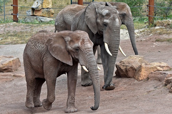 Elefanten im Erfurter Zoopark
